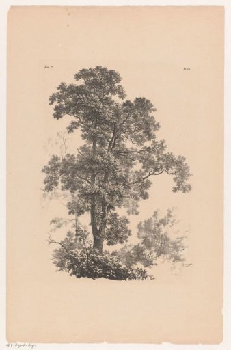 Top of a tree