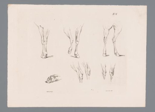 Six studies of horse legs