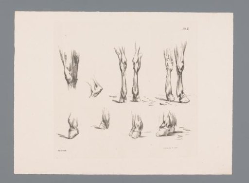 Eight studies of horse legs and hooves