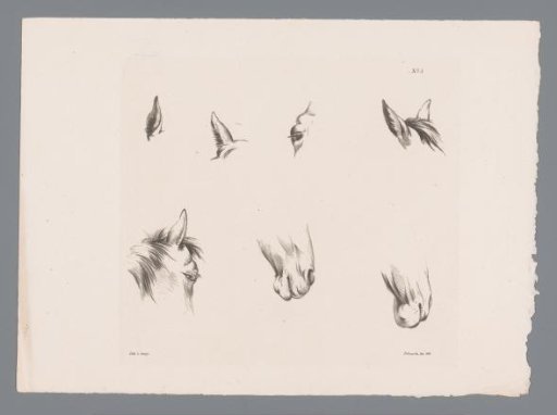 Eight studies of a horse's head