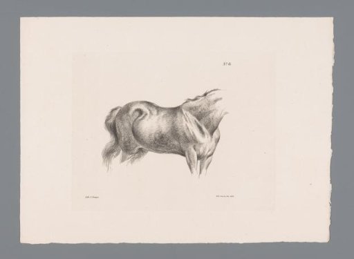 Horse torso
