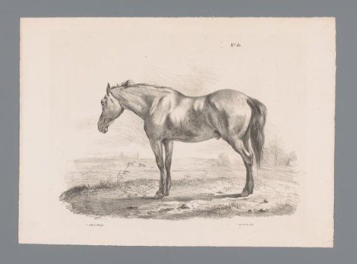 Horse in a meadow
