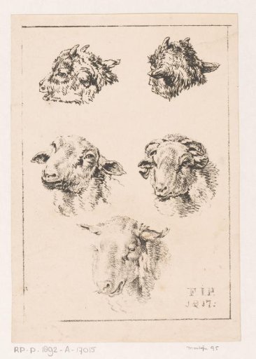 Studies of sheep
