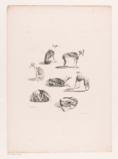 Seven Dogs