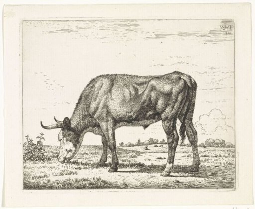 Grazing cow to the left