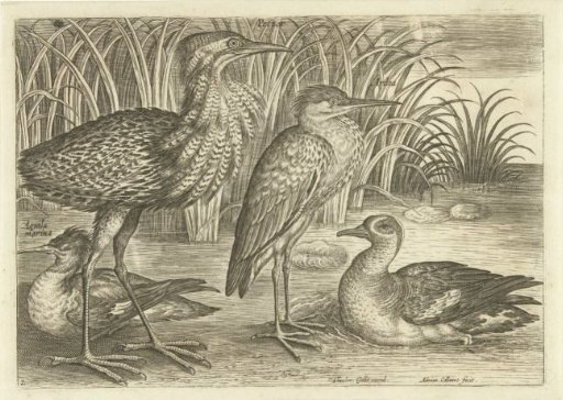 Four wading birds along a bank