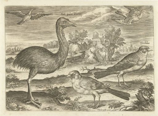 Several birds in a landscape