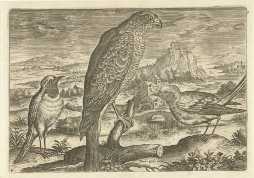 Several birds in a landscape