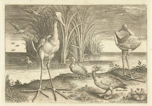 Several waterbirds on a bank