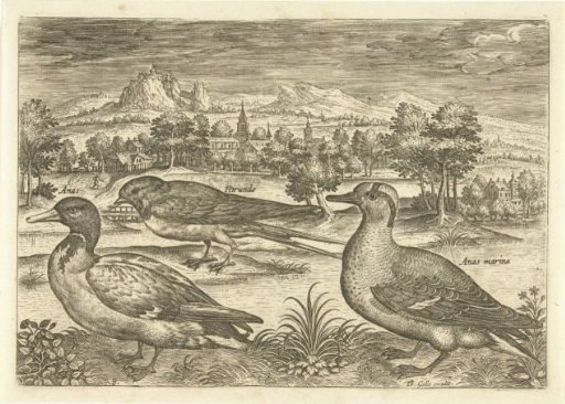 Several birds in a landscape