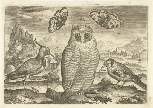 Birds and butterflies in a landscape