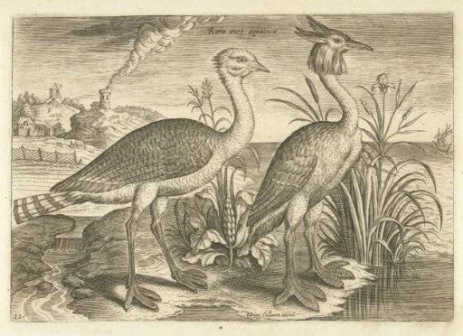 Two wading birds in a landscape