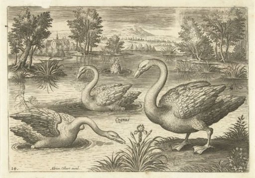 Three Swans in a Pond
