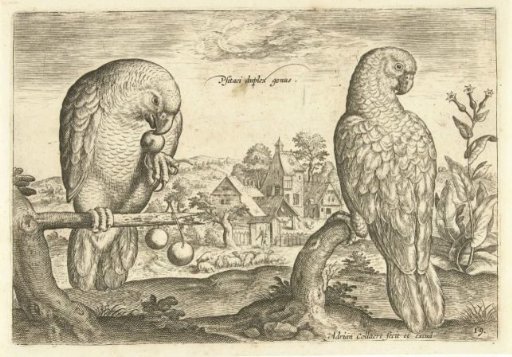Two parrots in a landscape