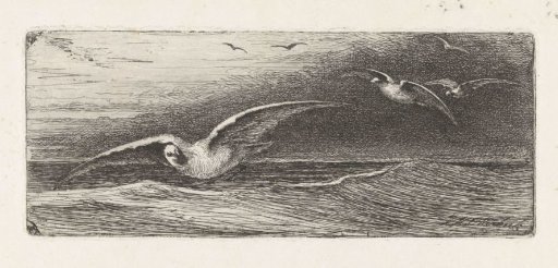 Seagulls