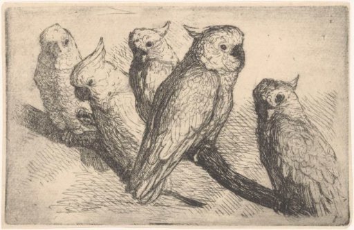 Five Cockatoos Sitting on a Tree Branch