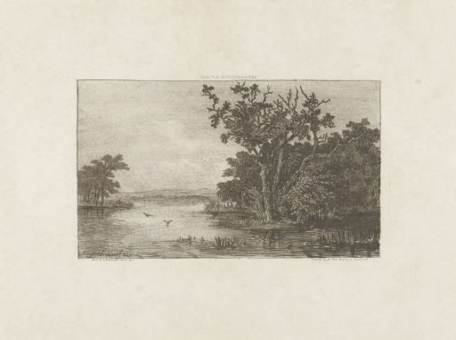 View of a forest lake