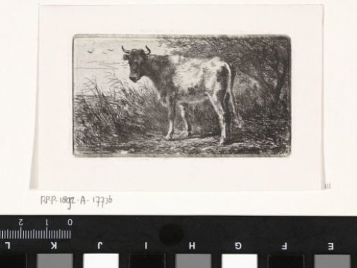 Cow on the bank of a river