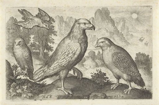 Eagle and other birds of prey