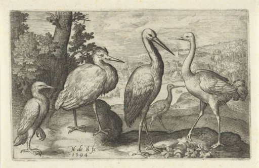 Stork, crane, heron and spoonbill