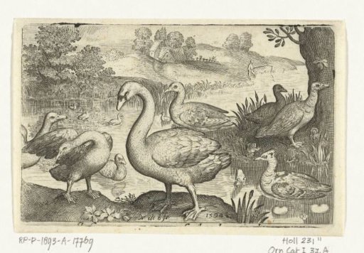 Swans, Geese, and Ducks by the Water