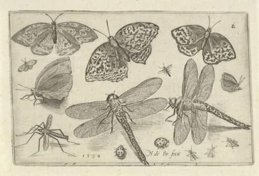 Butterflies and dragonflies