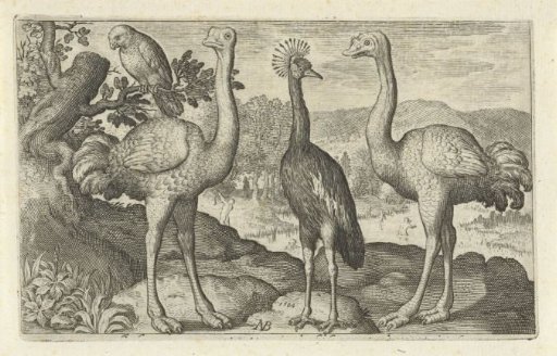 Crowned crane between two ostriches