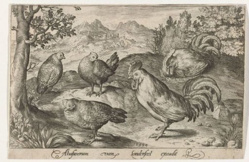 Three chickens and two roosters