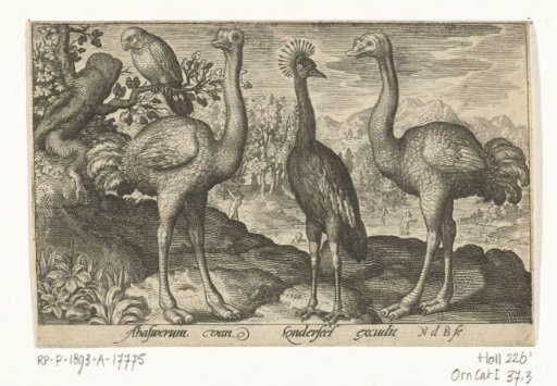 Crowned Crane Between Two Ostriches