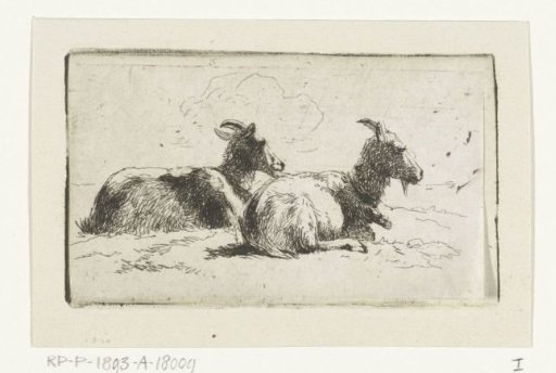 Two reclining goats