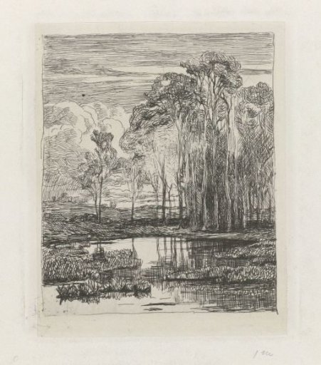 Poplars