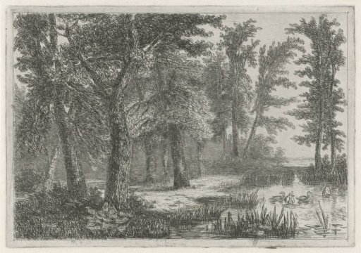 Forest view with a small pond with ducks