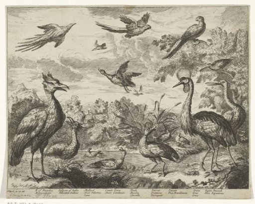 Various birds in a landscape