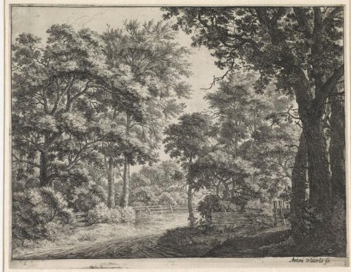 Large trees on both sides of a path