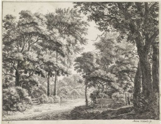 Large trees on both sides of a path