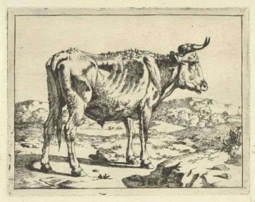 Bull standing by a rock