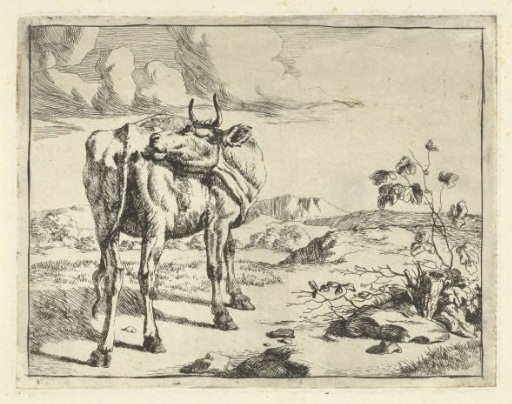 Cow Licking Itself