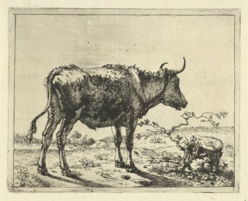 Standing Bull at Tree Stump