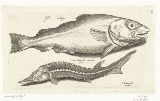 Cod and Sturgeon