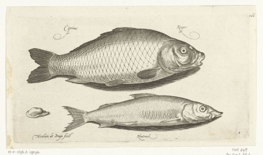 Carp and smelt