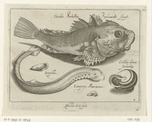 Bream, perch and snail shell