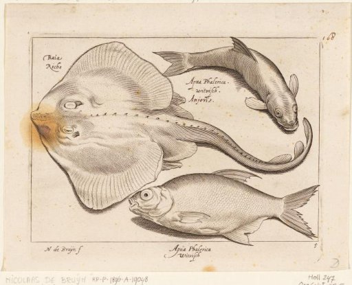 Ray, Bream, and White Fish