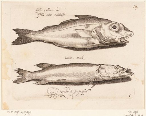 Cod and Pike