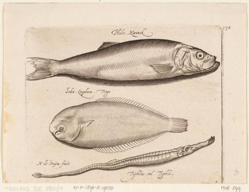 Herring, Sole, and Needlefish