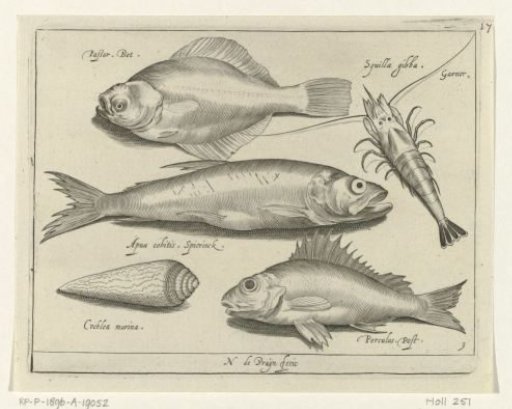 Plaice, shrimp, smelt and dab