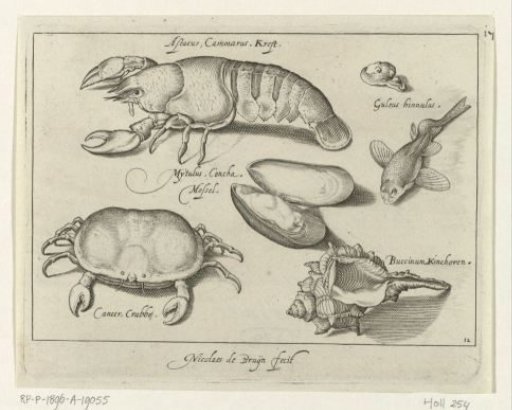 Lobster, crab and shells