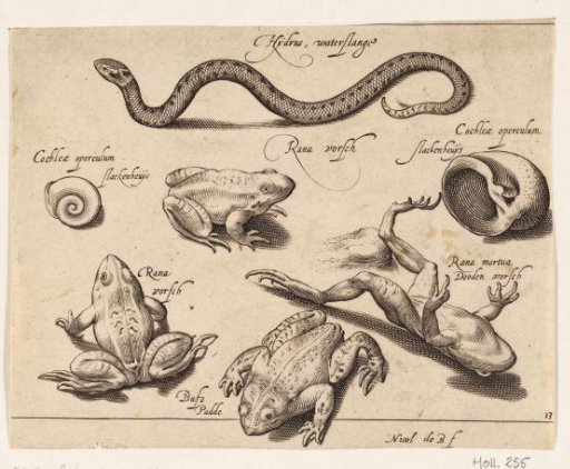 Water Snake, Frogs, and Toads