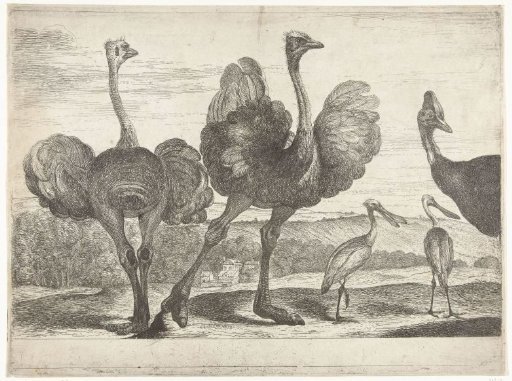 Ostriches, cassowary and spoonbill