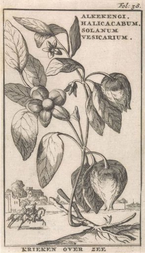 Lantern Plant