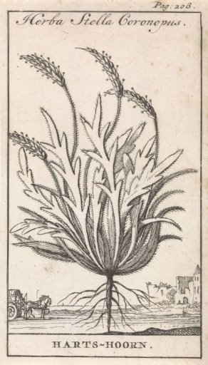 Hart's-horn